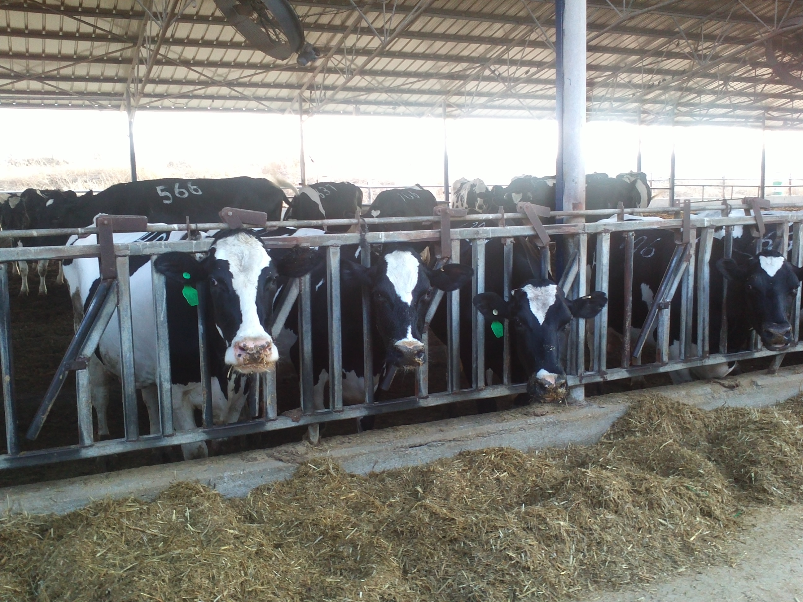 Gezer_cowshed-23
