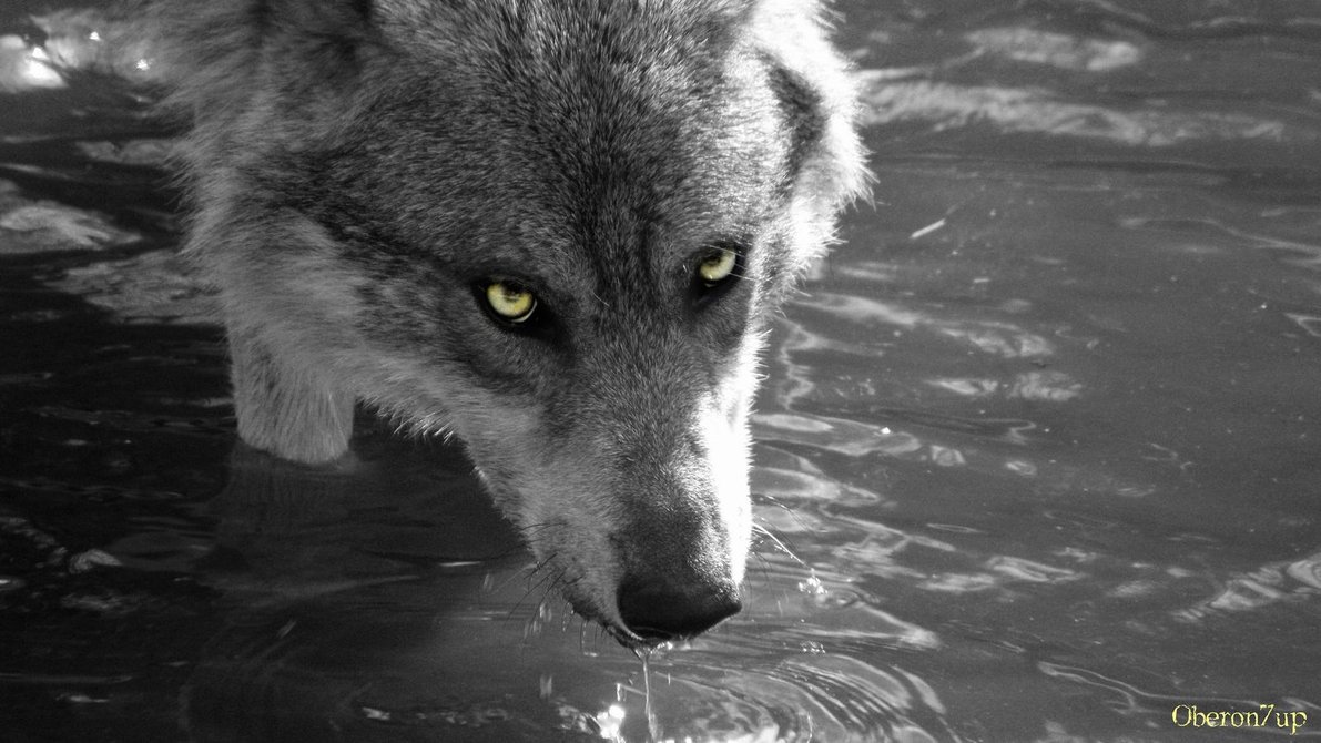 the_wolves_of_chabriere_by_oberon7up-d2s618t