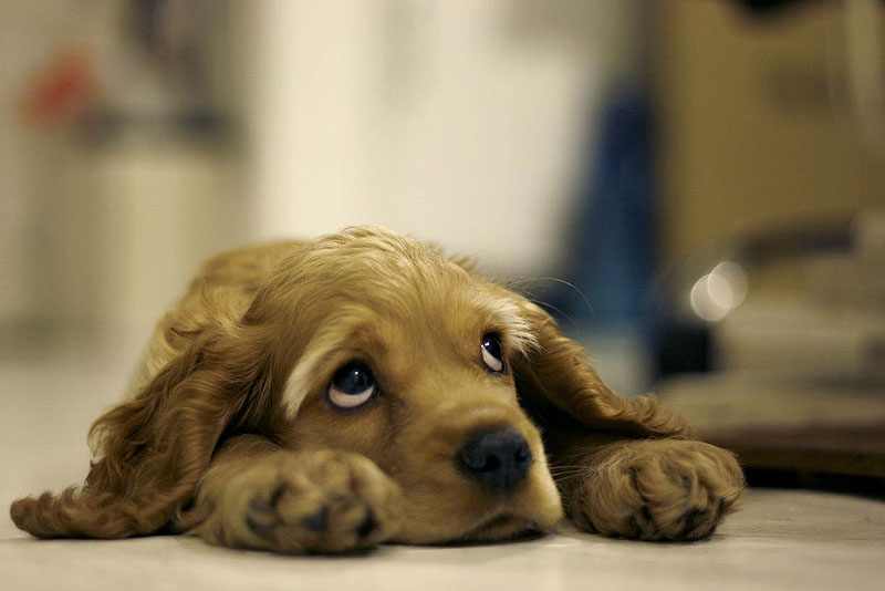 dog_by_truth_truth